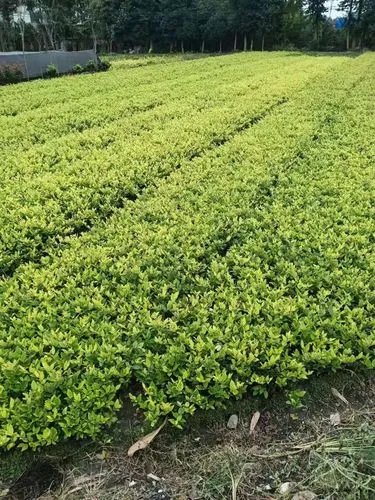 网球拍运动套装怎么选好